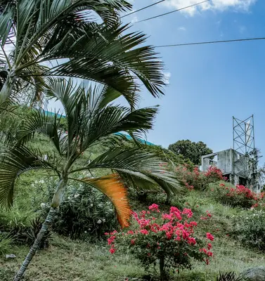 Caribbean Red Habanero plant