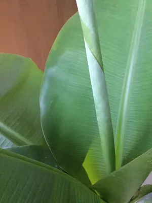 A close up of a tree with lots of green leaves