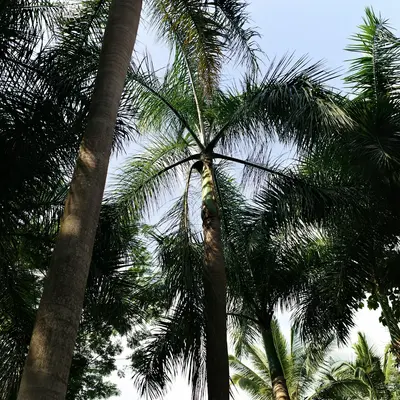 a couple of palm trees that are next to each other