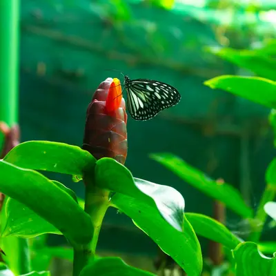 A butterfly rests on a vibrant red flower.