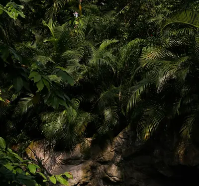 a close-up of some plants