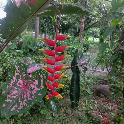 a plant with red and yellow flowers in a garden