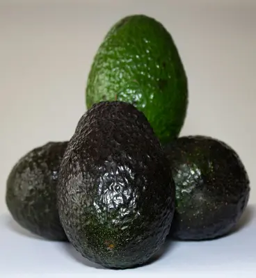 Hass Avocado (Persea americana 'Hass')
