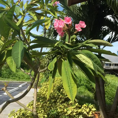some pink flowers are growing on a tree