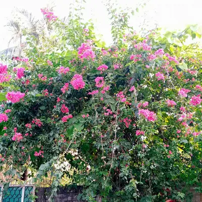 pink flowers are growing on a tree near a fence
