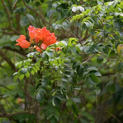Orange flower blooms amidst green leaves.