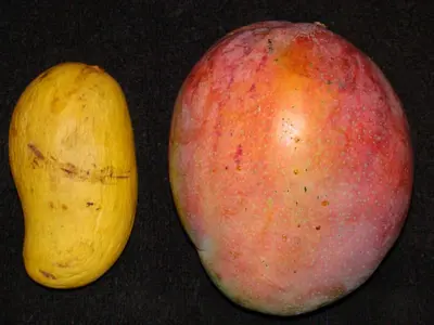 Tommy Atkins Mango (Mangifera indica 'Tommy Atkins')