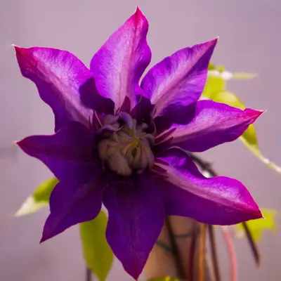 Clematis 'Jackmanii' vine variety