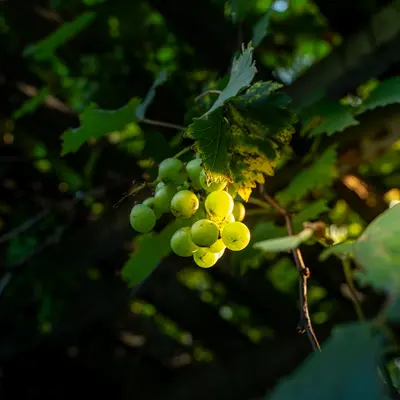 a bunch of grapes hanging from a vine