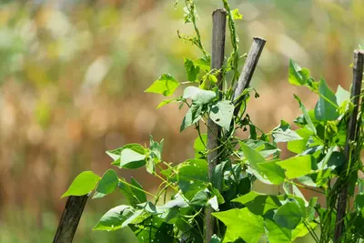 Vines & Climbers for Zone 11