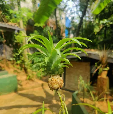 a pineapple plant in a garden with a house in the background