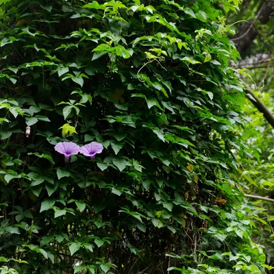 purple flower on green leaves