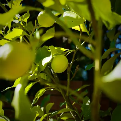a close up of a tree with green leaves