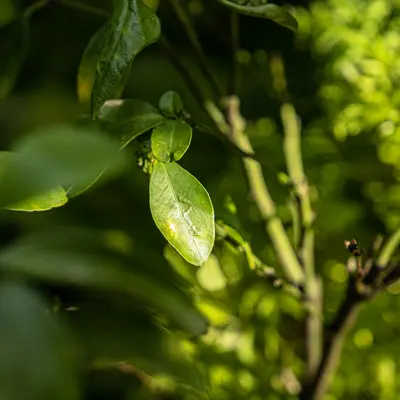 a green leafy tree with lots of green leaves