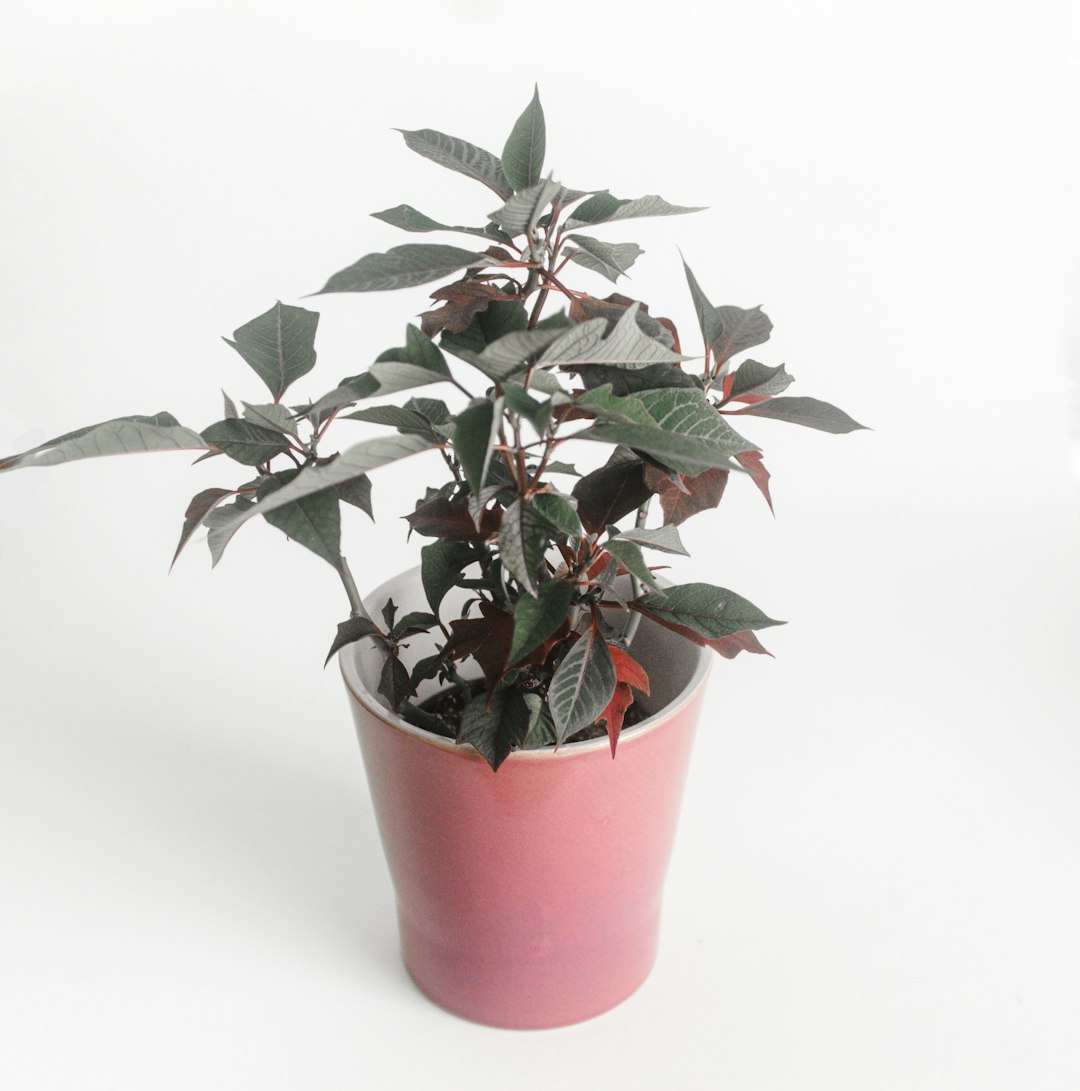 green leaf plant