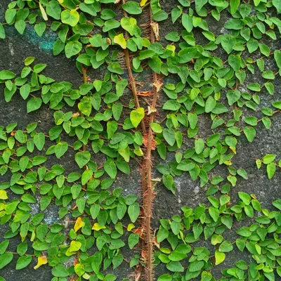 Virginia Creeper vine variety