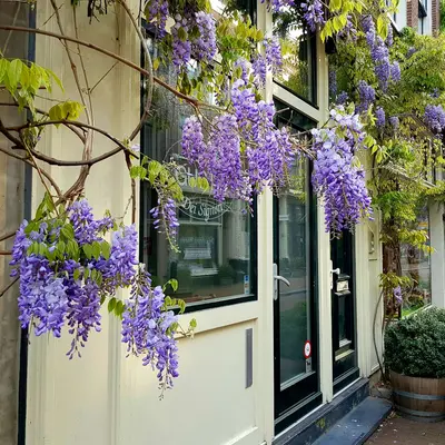 a tree with purple flowers